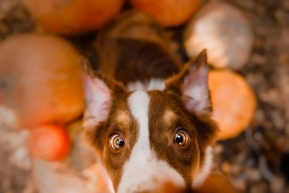Can Dogs Eat Pumpkin Seeds? Minneopa Orchards