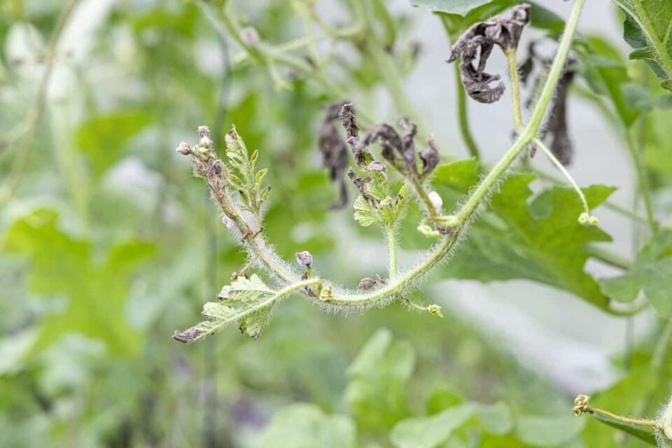 All About the Mini Piccolo Watermelon Minneopa Orchards