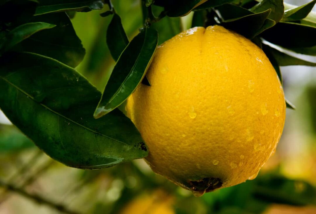 Grapefruit Watering Guide What to Know About Watering Grapefruit Trees