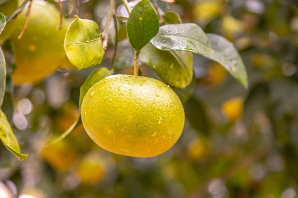Grapefruit Watering Guide What to Know About Watering Grapefruit Trees