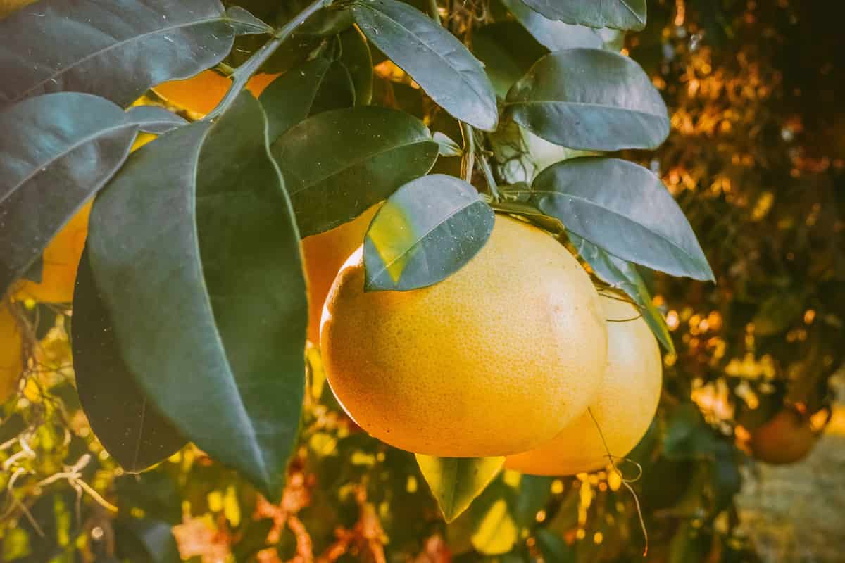 Grapefruit Watering Guide What to Know About Watering Grapefruit Trees