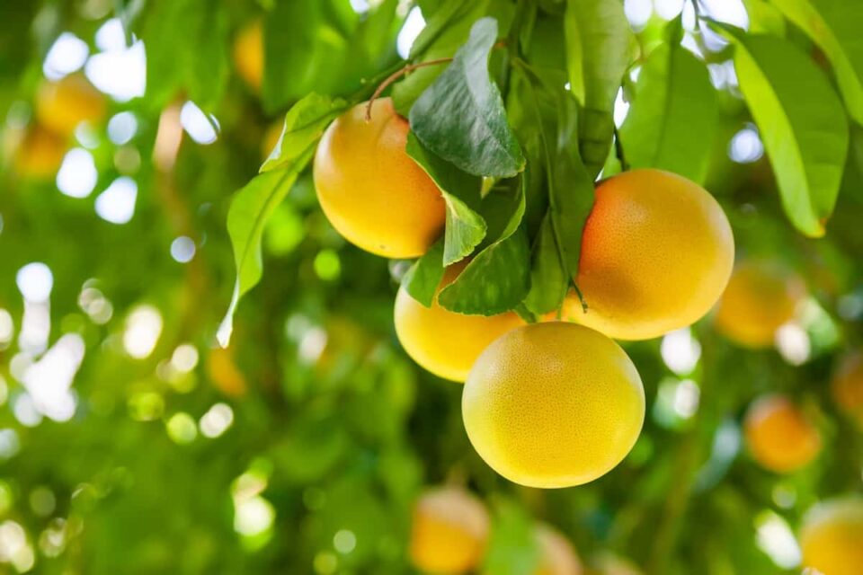 Grapefruit Watering Guide What to Know About Watering Grapefruit Trees