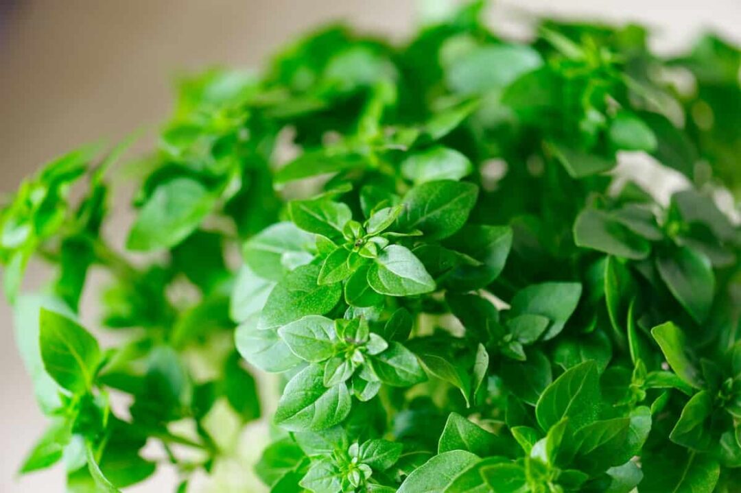 How to Plant Basil Minneopa Orchards