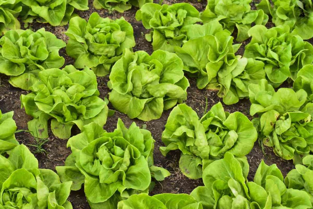 Buttercrunch Lettuce Everything You Need to Know to Grow and Enjoy It