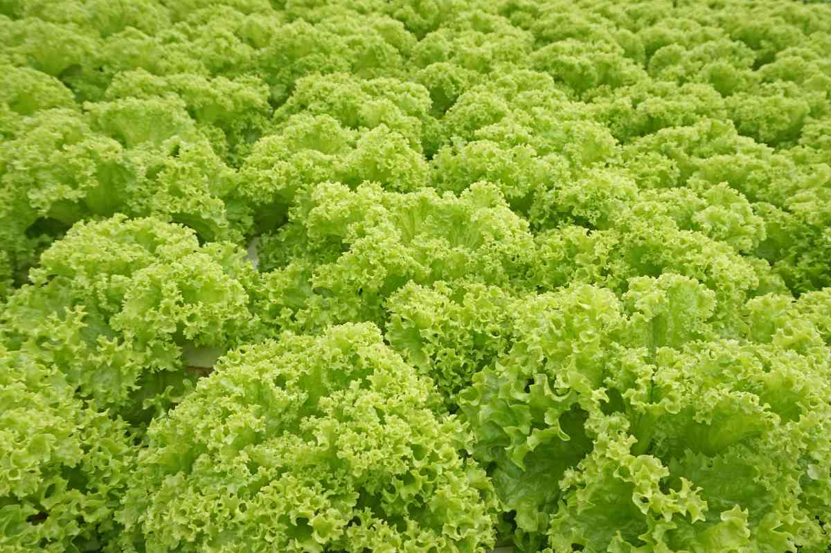 Green Ice Lettuce How to Plant, Grow, and Eat These Delicious Greens