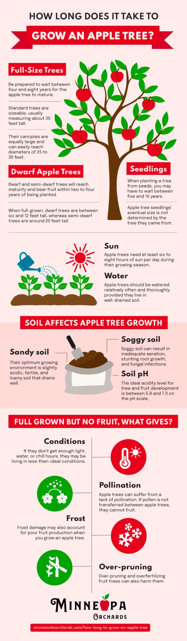 How Long Does It Take to Grow an Apple Tree and Produce Delicious Fruit