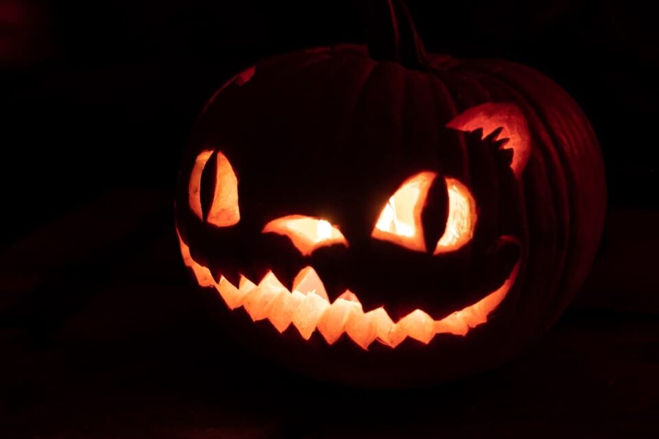 Can Cats Eat Pumpkins? Minneopa Orchards