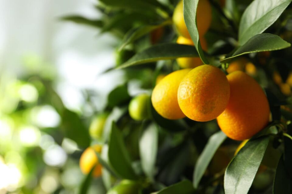 How to Grow Kumquat Trees Minneopa Orchards