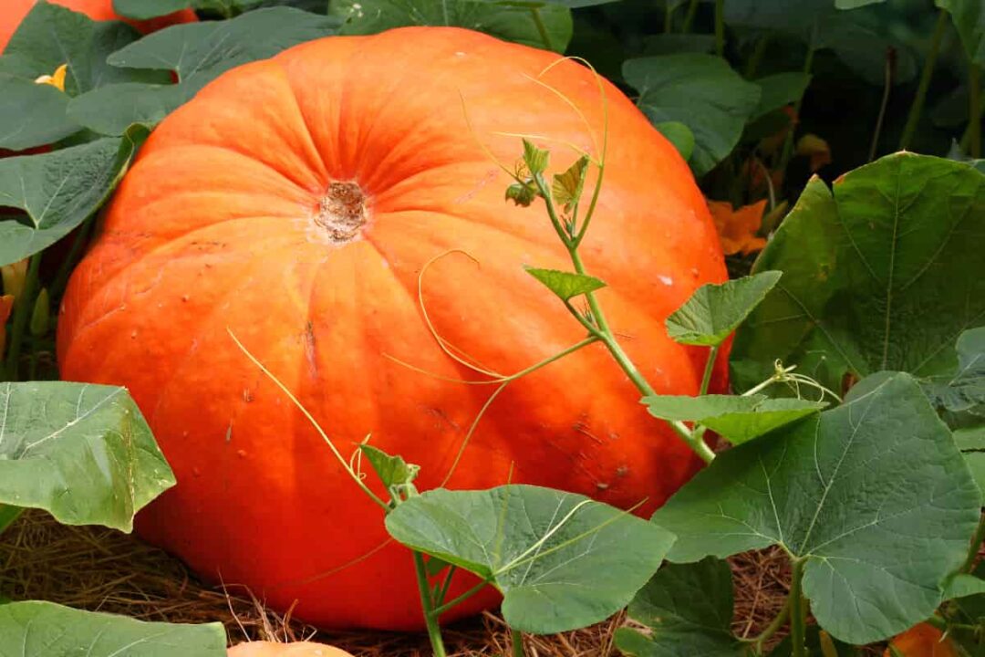 The Best Fertilizer for Pumpkins Minneopa Orchards