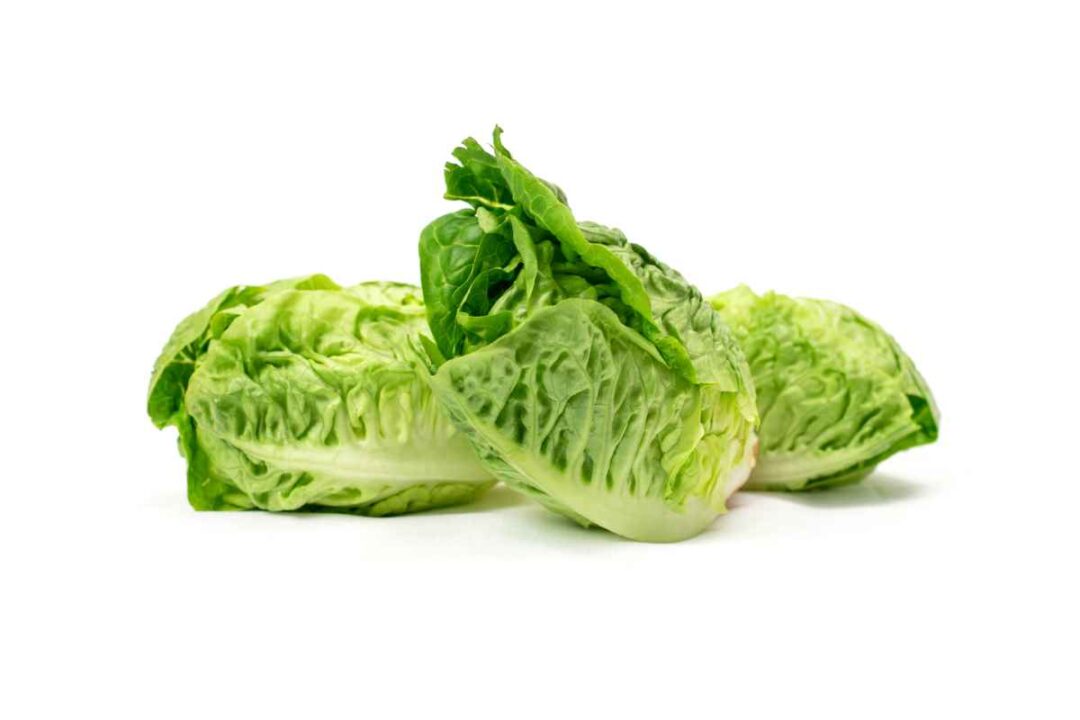 Little Gem Lettuce How to Plant, Grow, and Enjoy This Delicious Leafy