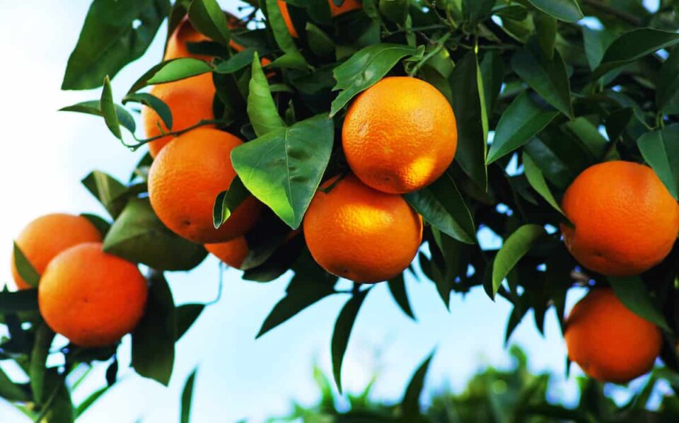 The 4 Best Orange Groves in Arizona Minneopa Orchards