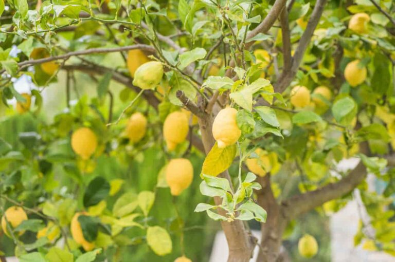 How to Plant a Lemon Tree Minneopa Orchards