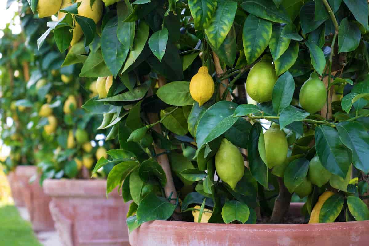 How to Plant a Lemon Tree - Minneopa Orchards