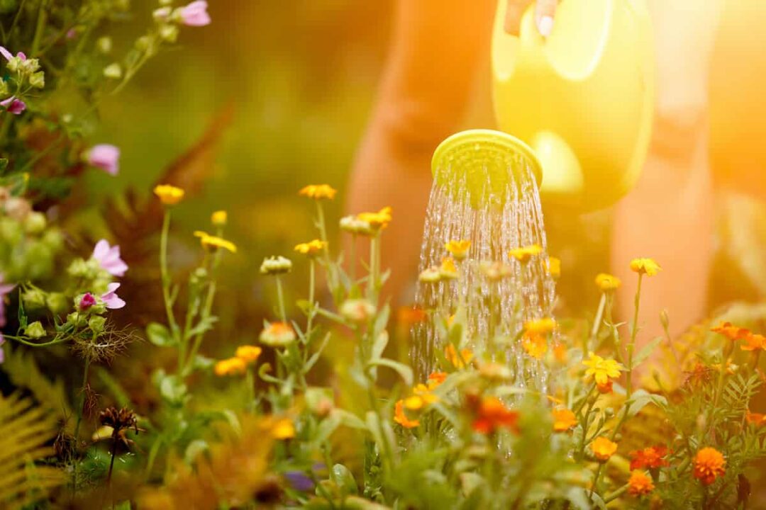 Pumpkin Water Guide Everything You Need To Know About Watering Pumpkin