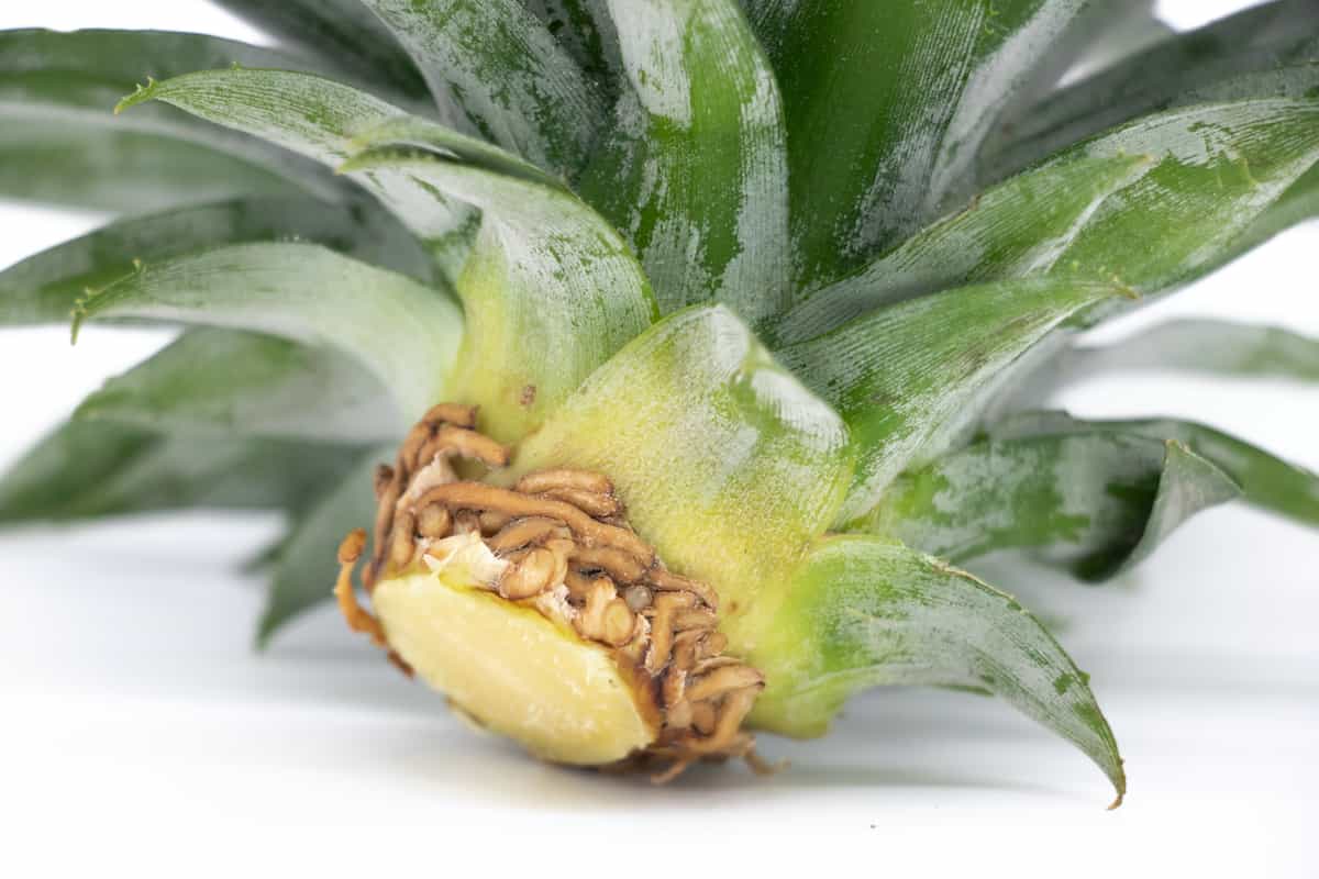 The White Jade Pineapple Minneopa Orchards