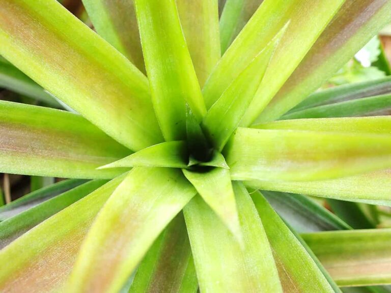 All About the Red Spanish Pineapple Minneopa Orchards