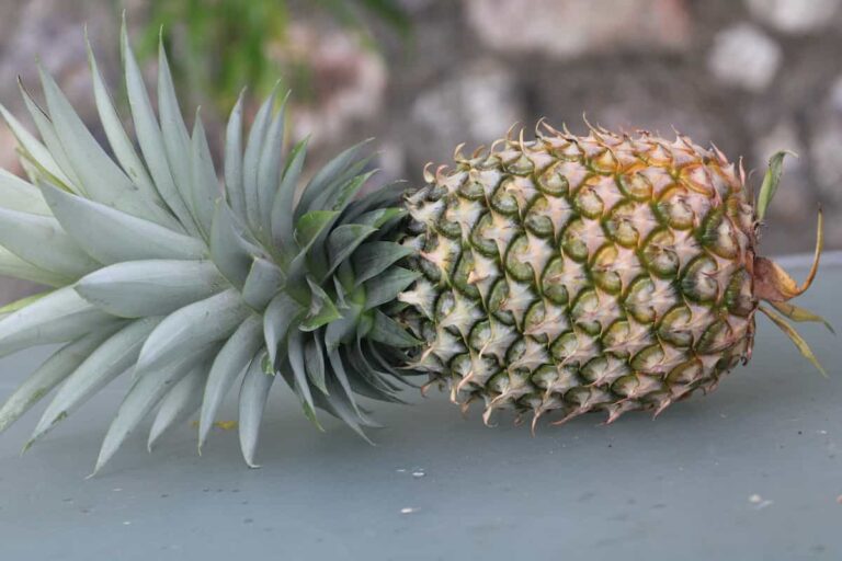 The White Jade Pineapple Minneopa Orchards