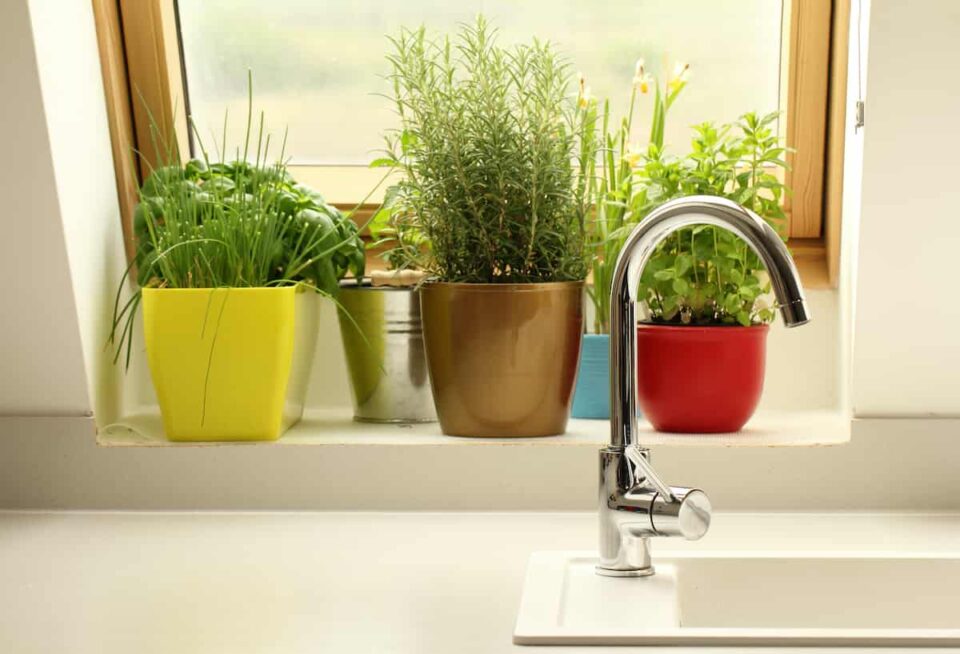 5 Picks for the Best Water pH Tester for Indoor Gardening Minneopa