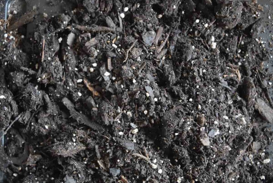 Seed Starting Mix vs Potting Soil Minneopa Orchards