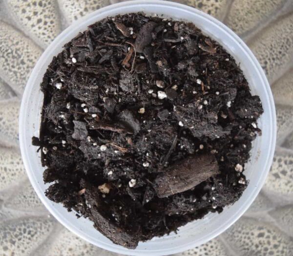 Seed Starting Mix vs Potting Soil Minneopa Orchards