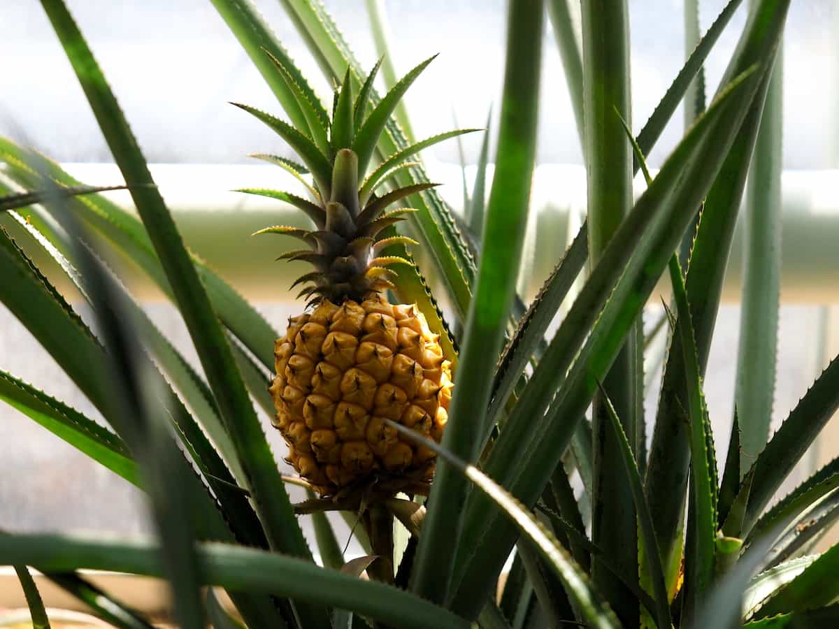 The White Jade Pineapple Minneopa Orchards