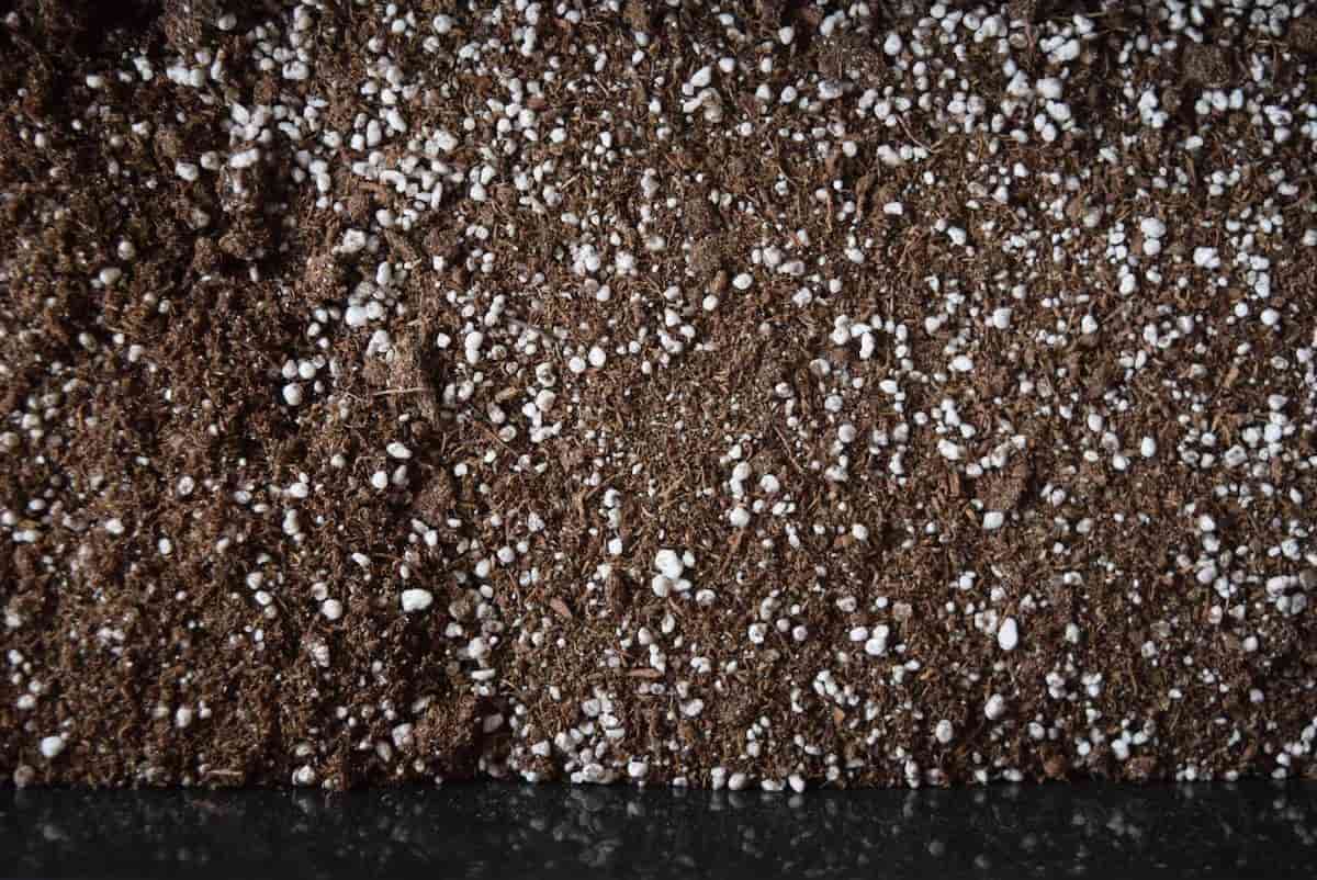 Seed Starting Mix vs Potting Soil Minneopa Orchards