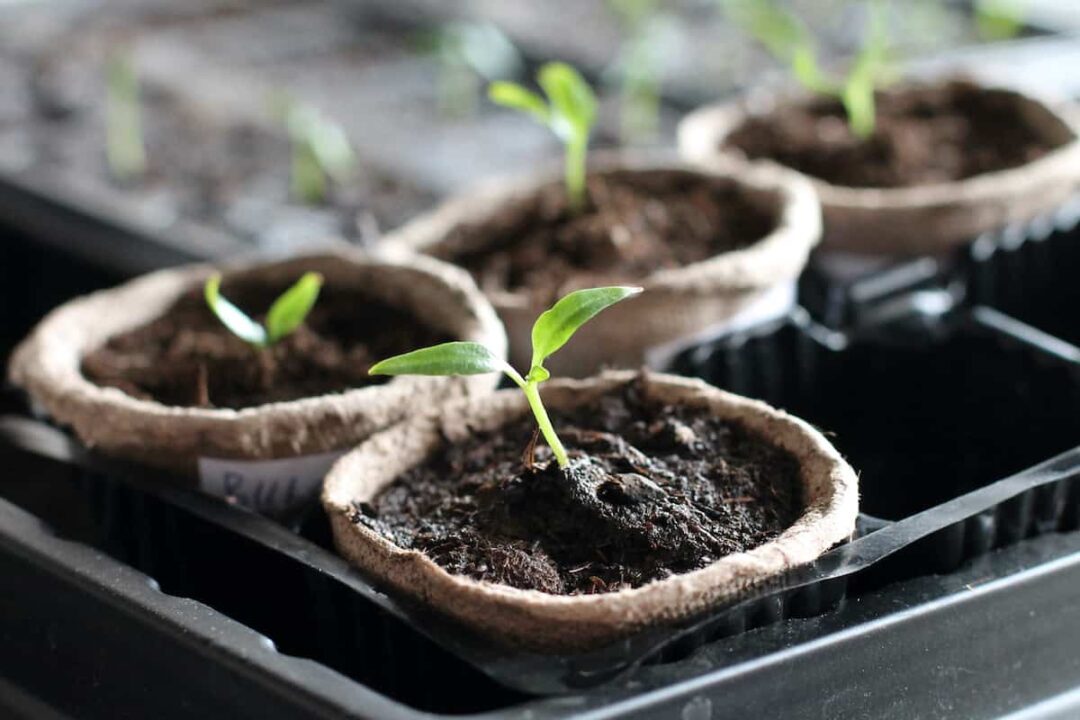 Why Are My Seedlings Dying? 11 Possible Reasons Minneopa Orchards