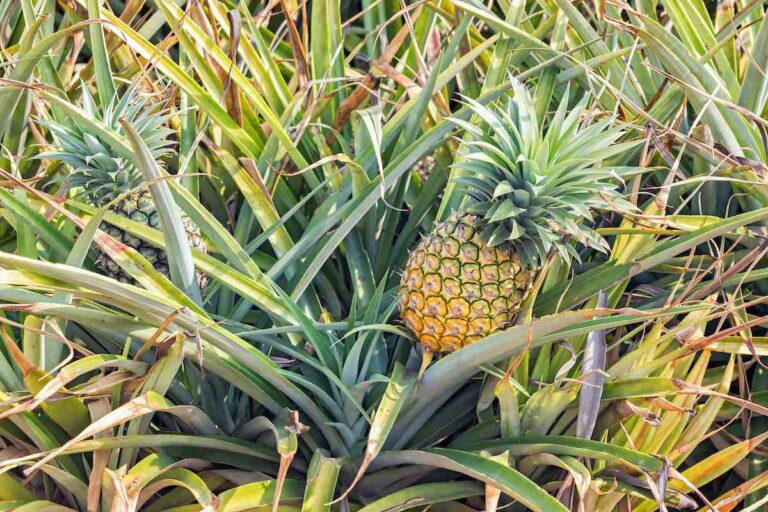 The Smooth Cayenne Pineapple Minneopa Orchards
