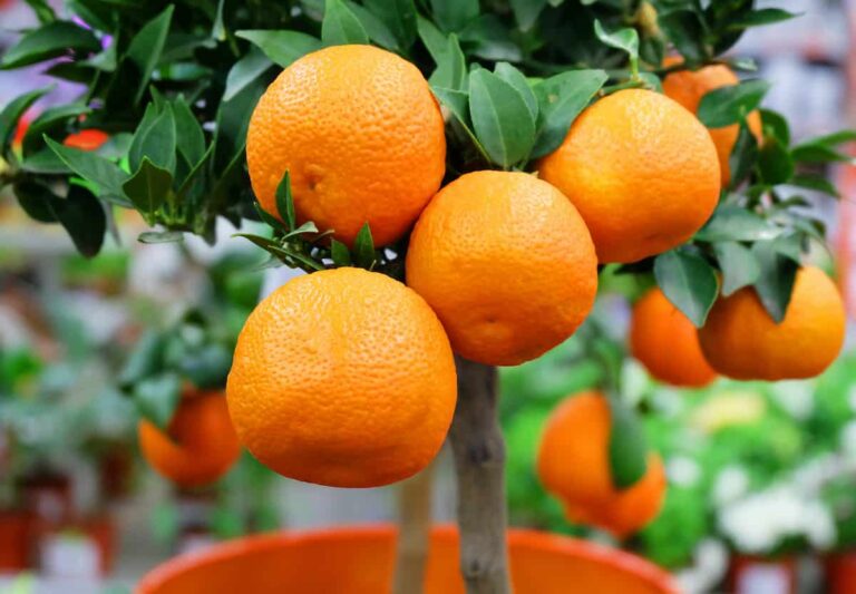 The Dwarf Tangerine Tree Minneopa Orchards