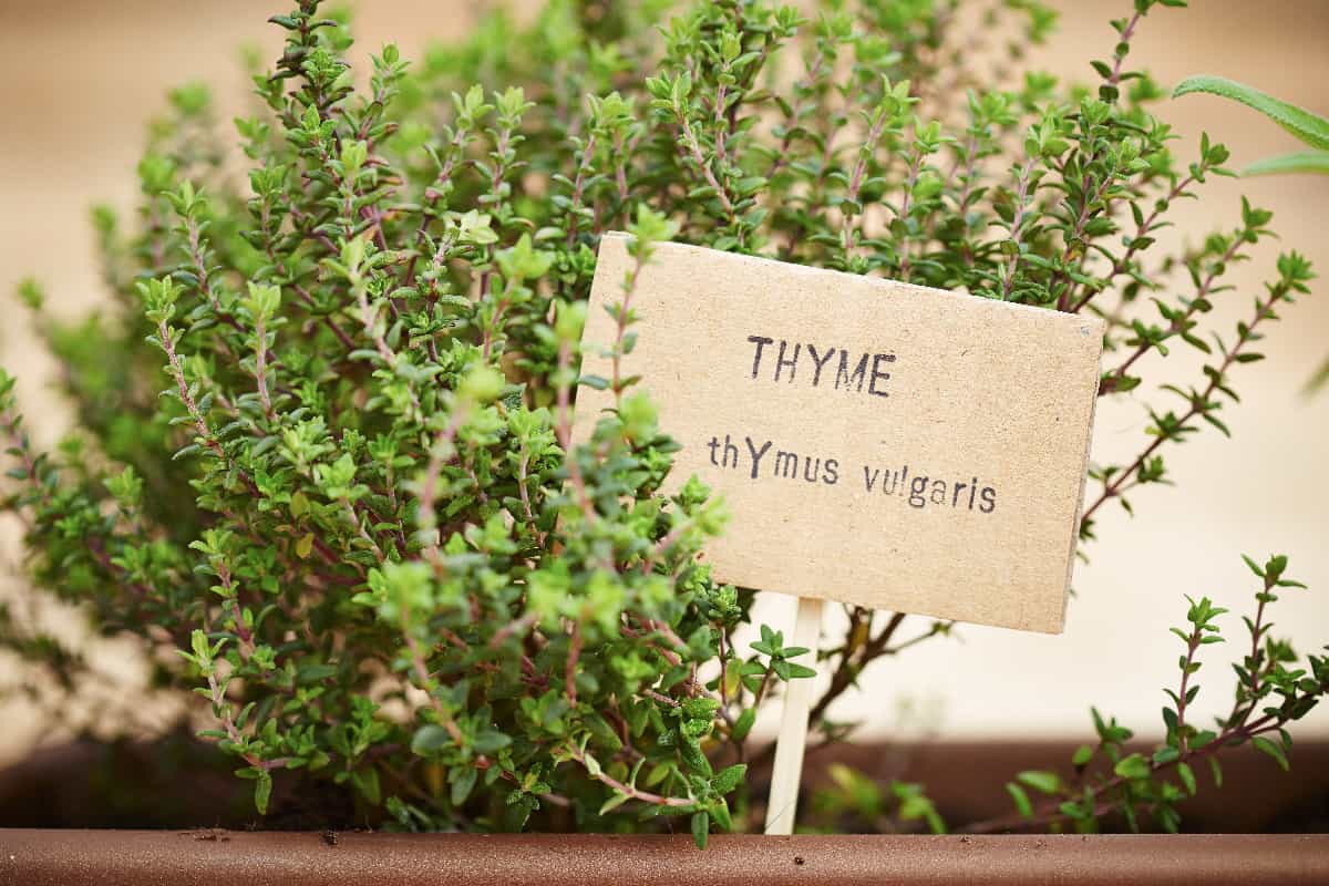 How to Plant Thyme Minneopa Orchards