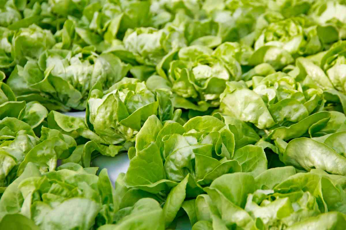 Tom Thumb Lettuce How to Plant, Grow, and Eat This Delicious Leafy