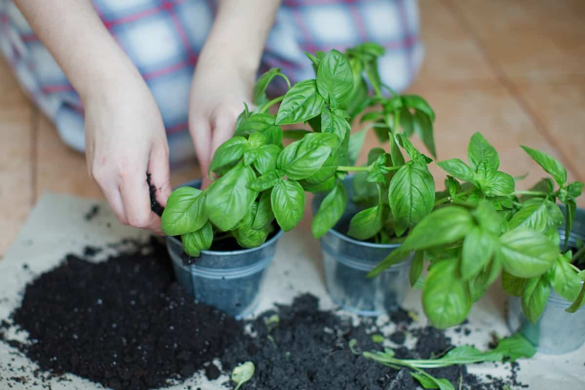 How to Plant Basil Minneopa Orchards