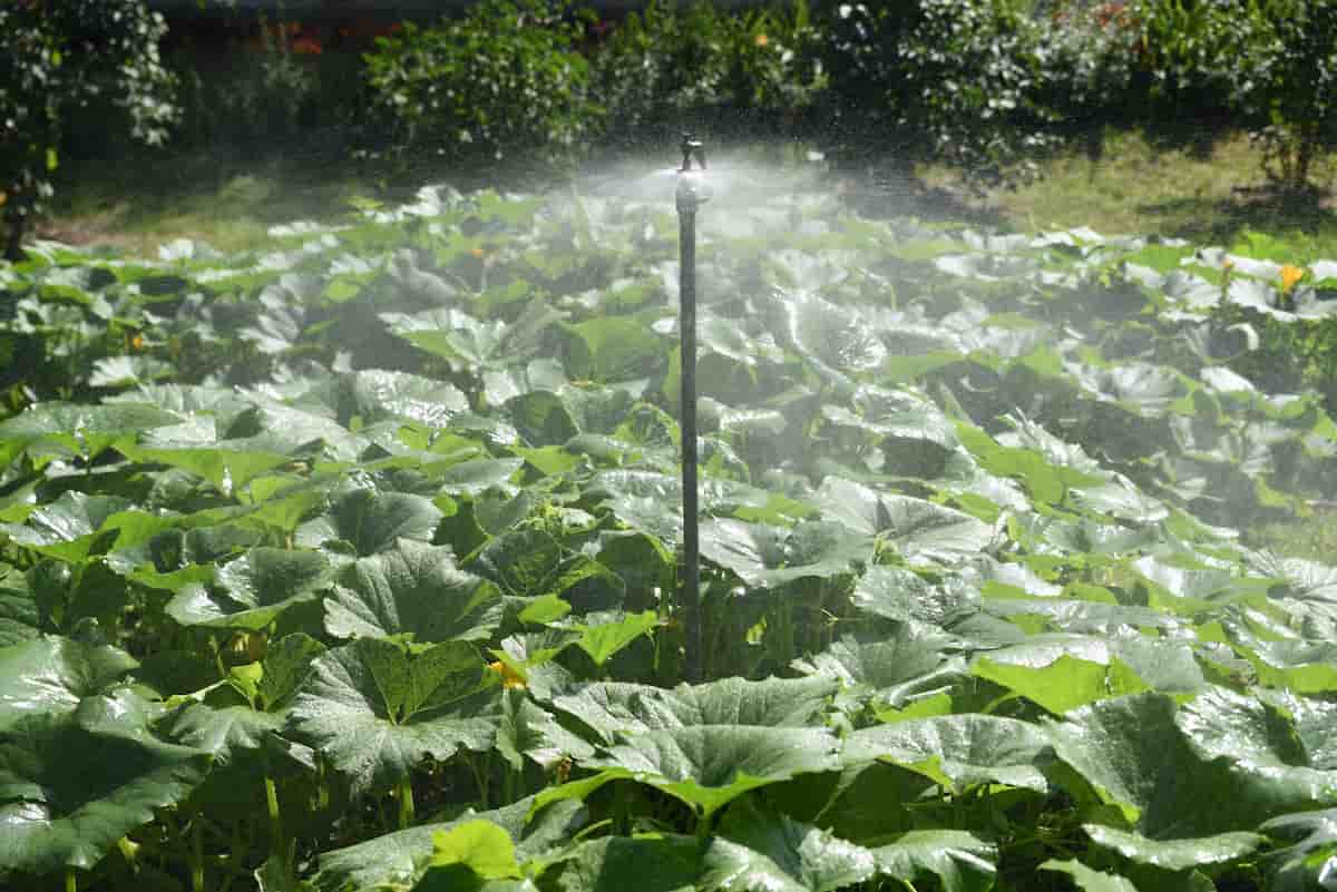 Pumpkin Water Guide Everything You Need To Know About Watering Pumpkin