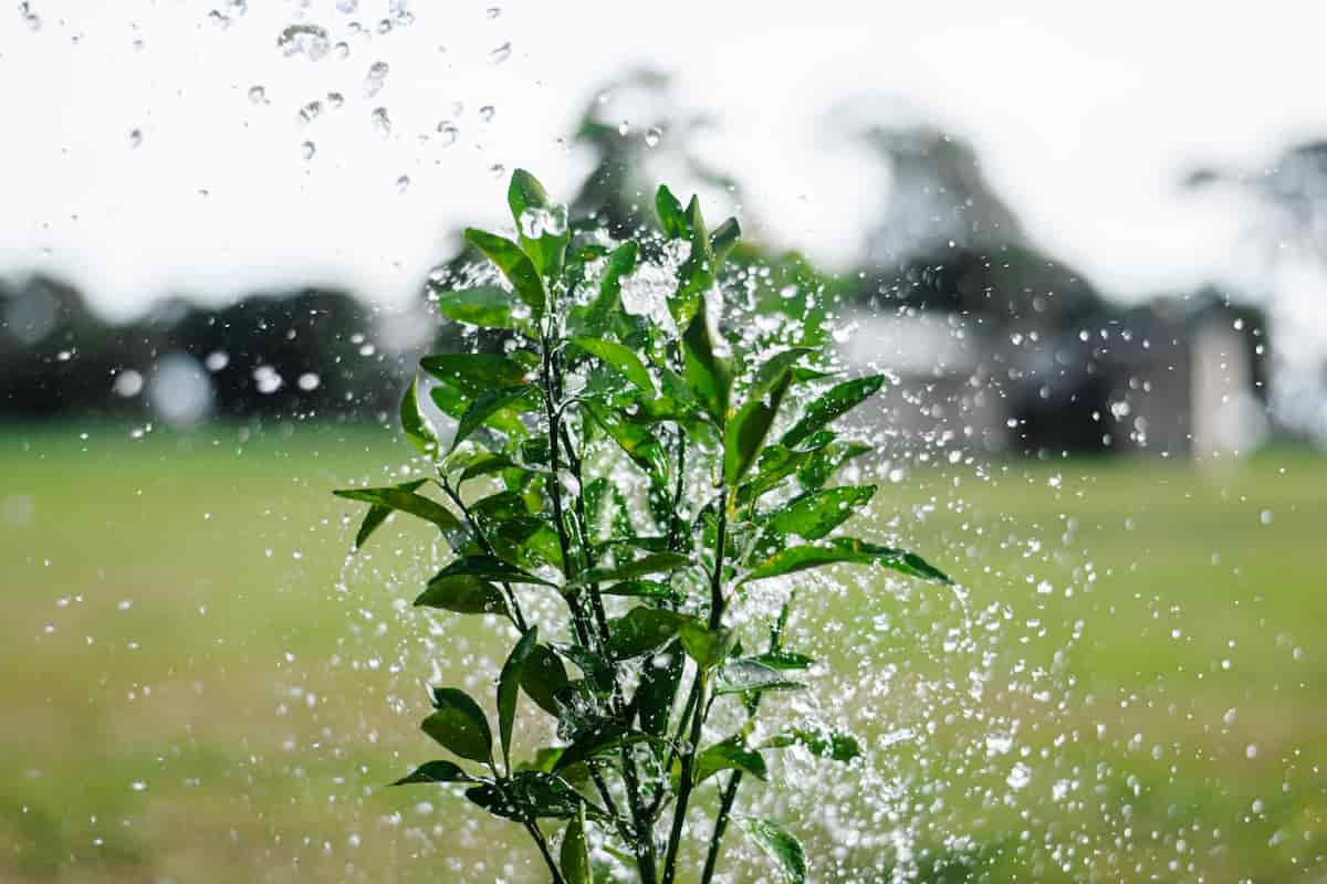 Grapefruit Watering Guide What to Know About Watering Grapefruit Trees