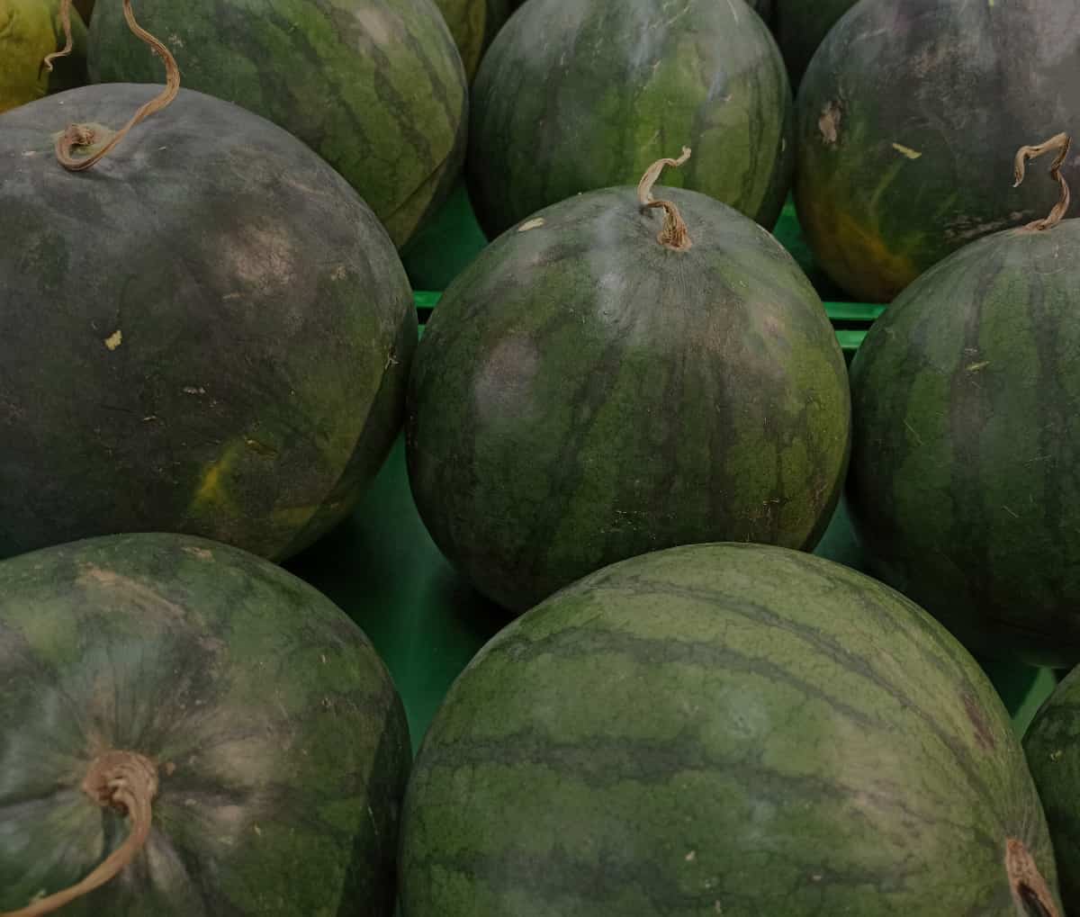 All About the Florida Giant Watermelon Minneopa Orchards