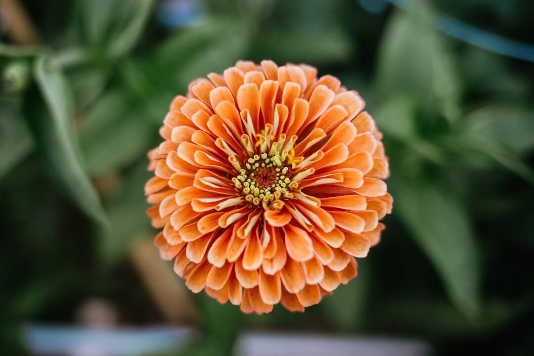 The 7 Best Types of Zinnias For Your Garden Minneopa Orchards