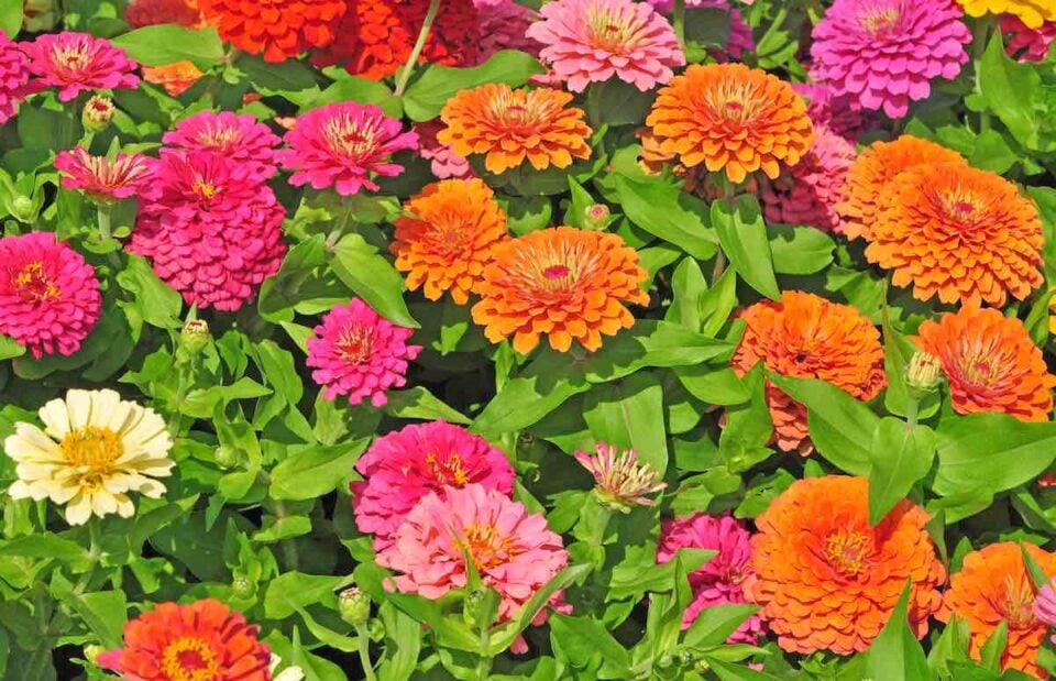 The 7 Best Types of Zinnias For Your Garden Minneopa Orchards