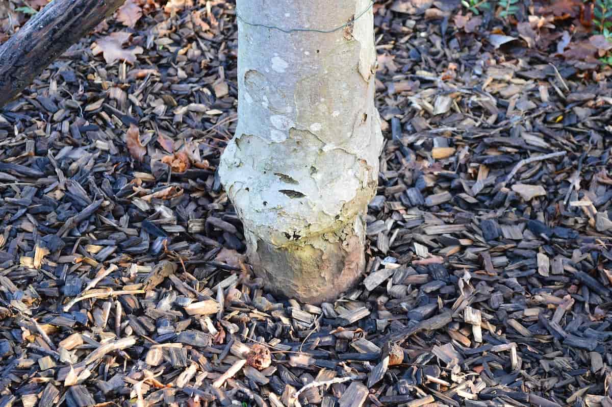 How to Choose the Best Apple Rootstock for Your Tree Minneopa Orchards