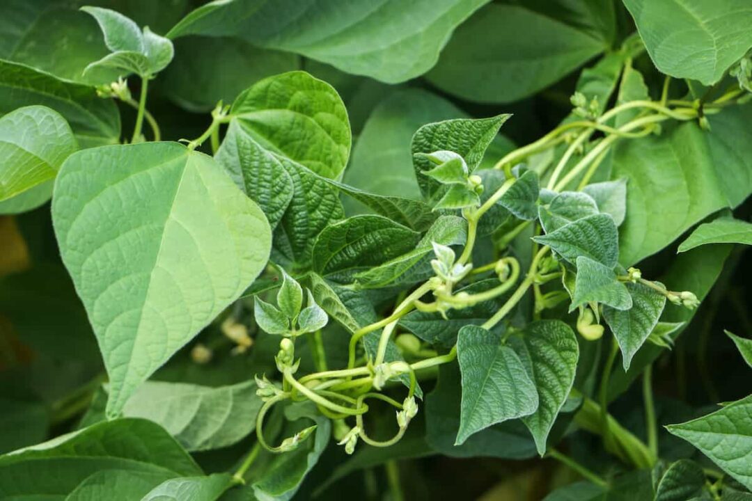 All About Pink Half Runner Beans Minneopa Orchards