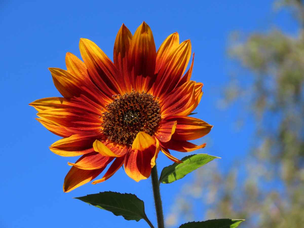 Little Becka Sunflower: How to Plant and Grow This Beautiful Ray of