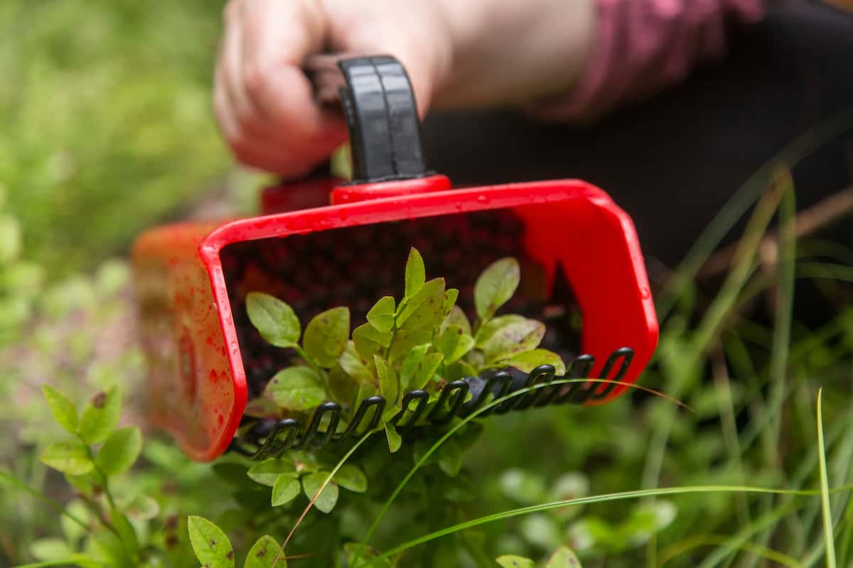 The 9 Best Blueberry Pickers Minneopa Orchards