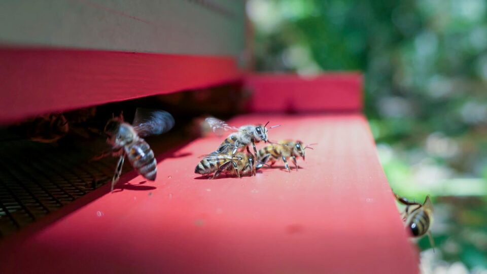 Buckfast Bees The Ultimate Hybrids Minneopa Orchards