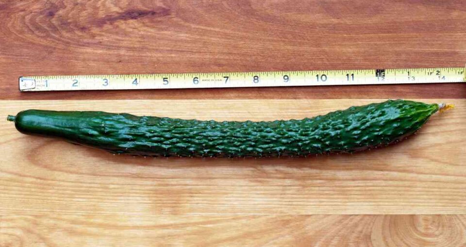 Burpless Cucumbers How to Plant, Nurture, and Enjoy These Healthy