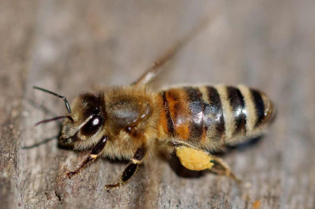 The Carniolan Honey Bee: Everything You Need to Know - Minneopa Orchards