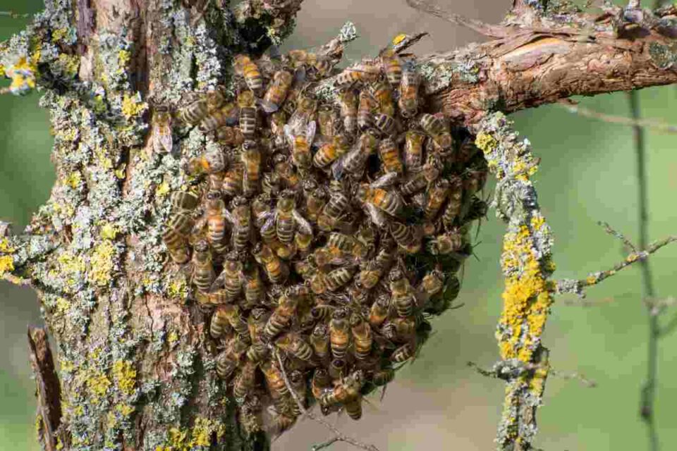 The Caucasian Honey Bee One of the Hardiest Bees Around Minneopa