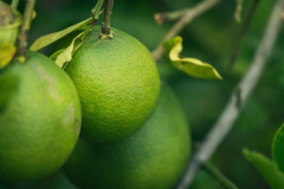 How to Plant a Grapefruit Tree Minneopa Orchards