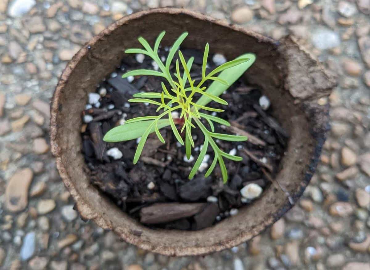 How to Plant Cosmos Minneopa Orchards