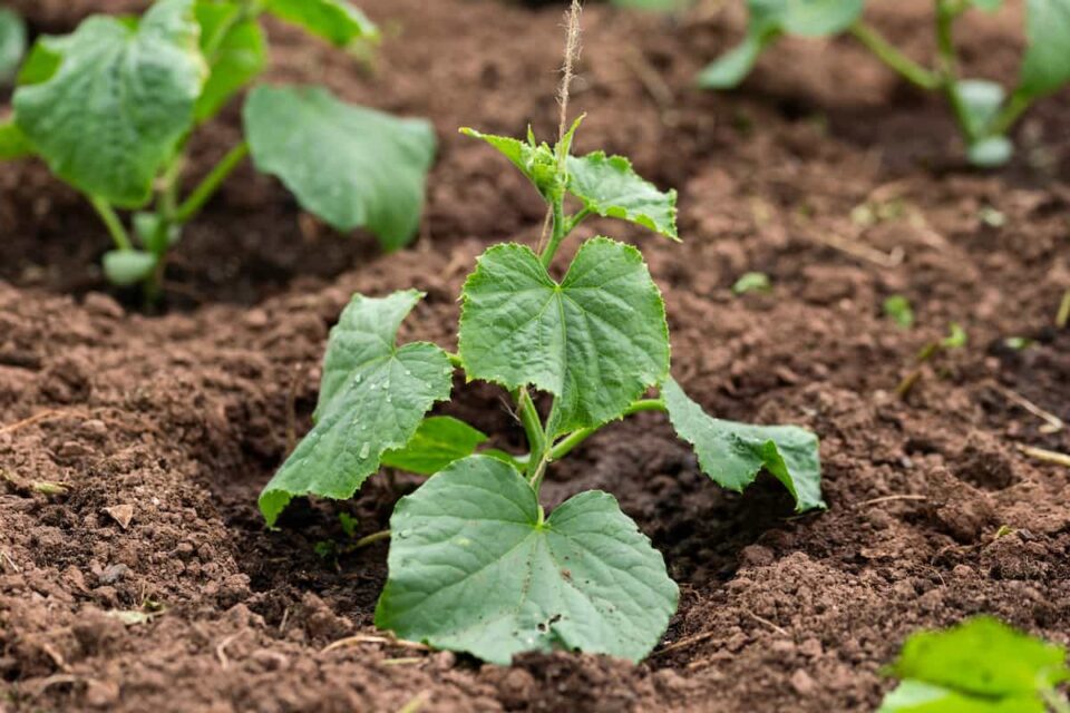 The Complete Guide to Growing Cucumbers Minneopa Orchards