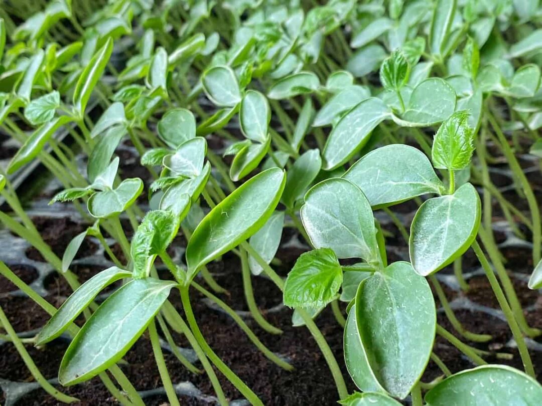 All About Japanese Climbing Cucumbers Minneopa Orchards