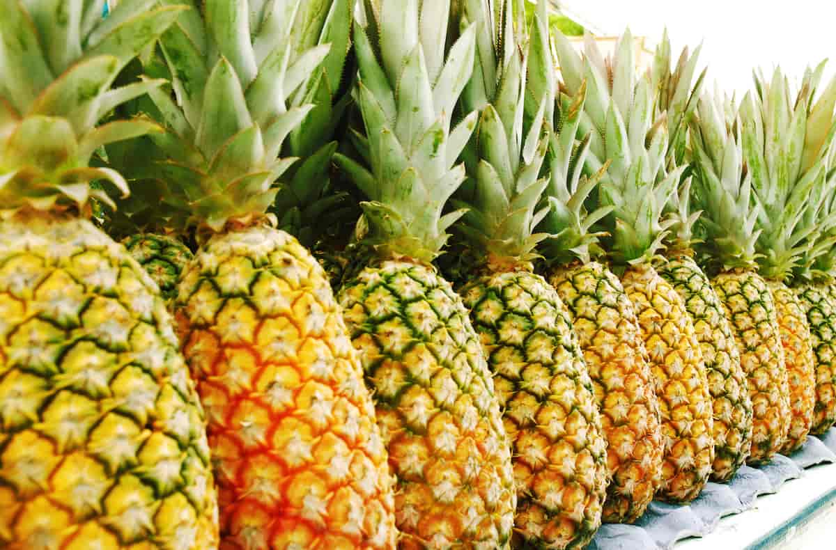 The Antigua Black Pineapple - Minneopa Orchards